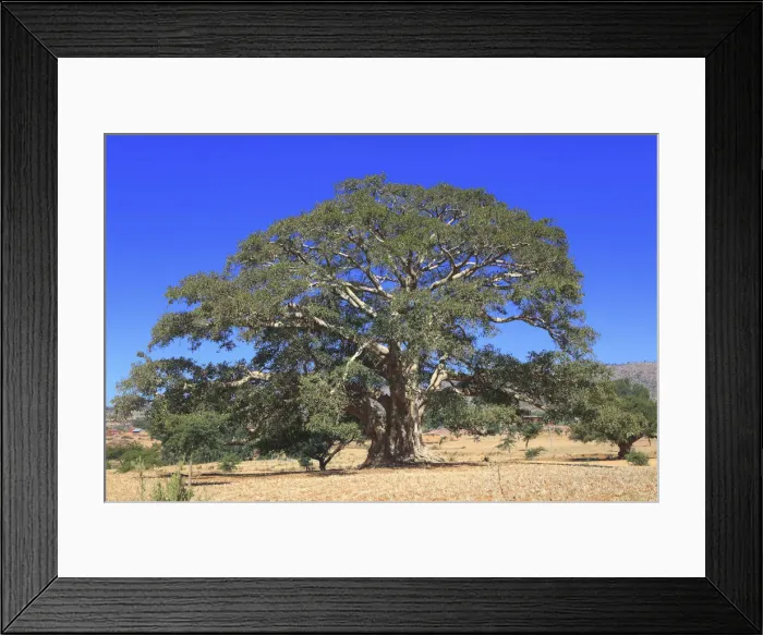 Framed Print : Warka (wild fig tree), Abraha Atsbeha village, Tigray region, Ethiopia Framed Print : Warka (wild fig tree), Abraha Atsbeha village, Tigray region, Ethiopia