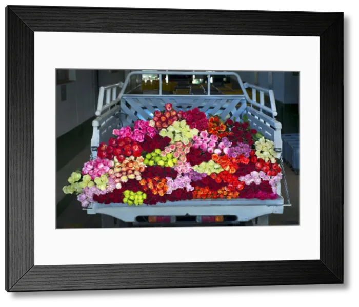 Framed Print : Rose Farm, Truckload of Picked Mixed Roses Ready For Shipment To The United States Framed Print : Rose Farm, Truckload of Picked Mixed Roses Ready For Shipment To The United States