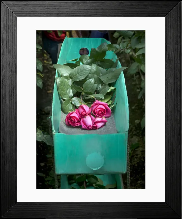 Framed Print : Rose Farm, Picked Red Roses Are Stacked In A Green Box, Eucador is One of The Largest Framed Print : Rose Farm, Picked Red Roses Are Stacked In A Green Box, Eucador is One of The Largest