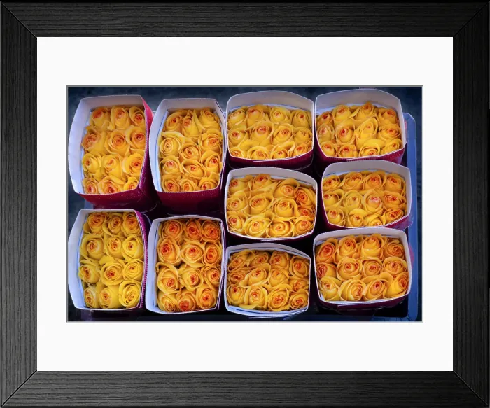 Framed Print : Rose Farm, Bouquets of Yellow Roses Ready For Shipment To The United States, Eucador Framed Print : Rose Farm, Bouquets of Yellow Roses Ready For Shipment To The United States, Eucador