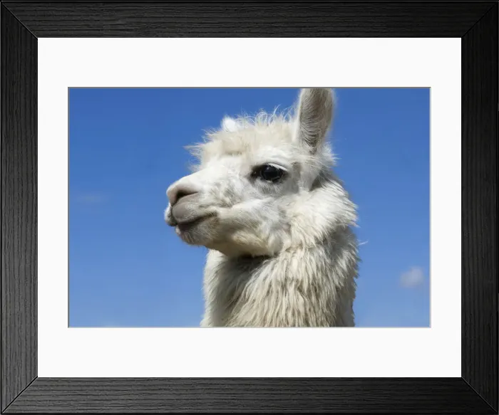 Framed Print : Saquisili Animal Market, Llama For Sale, Saquisili, Cotopaxi Province, Ecuador