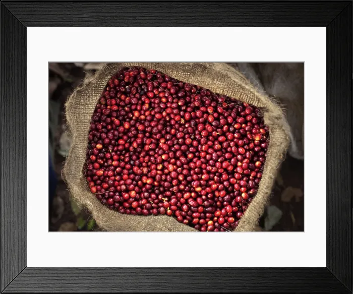 Framed Print : El Salvador, Full Bag Of Coffee Cherries, Picked, Coffee Farm, Finca Malacara, Slopes Framed Print : El Salvador, Full Bag Of Coffee Cherries, Picked, Coffee Farm, Finca Malacara, Slopes