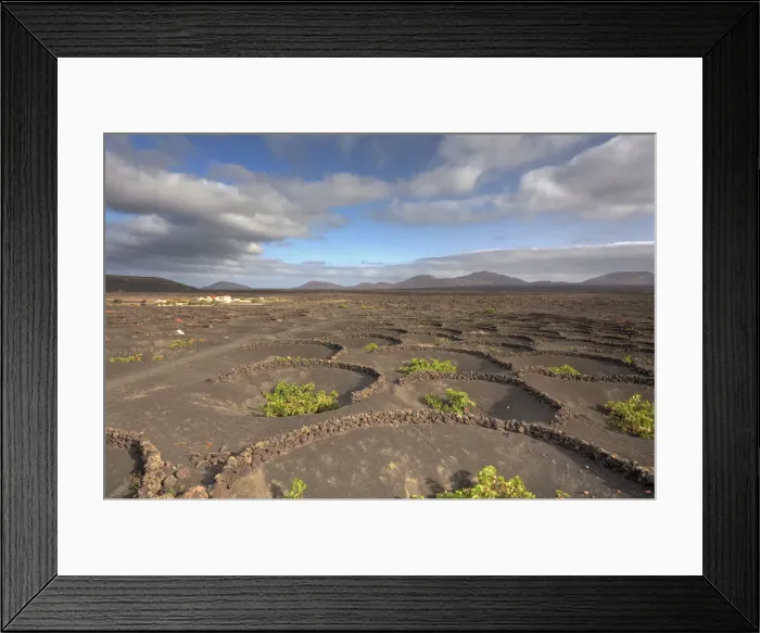 Framed Print : Spain, Canary Islands, Lanzarote, La Geria, Typical Malvasia Wine Plantation Framed Print : Spain, Canary Islands, Lanzarote, La Geria, Typical Malvasia Wine Plantation
