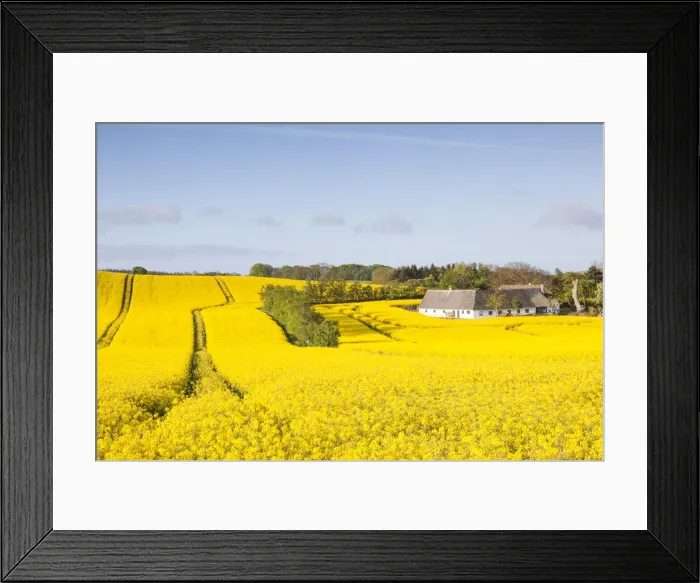 Framed Print : Denmark, Mon, Magleby, farm and rapeseed field, springtime, dawn Framed Print : Denmark, Mon, Magleby, farm and rapeseed field, springtime, dawn