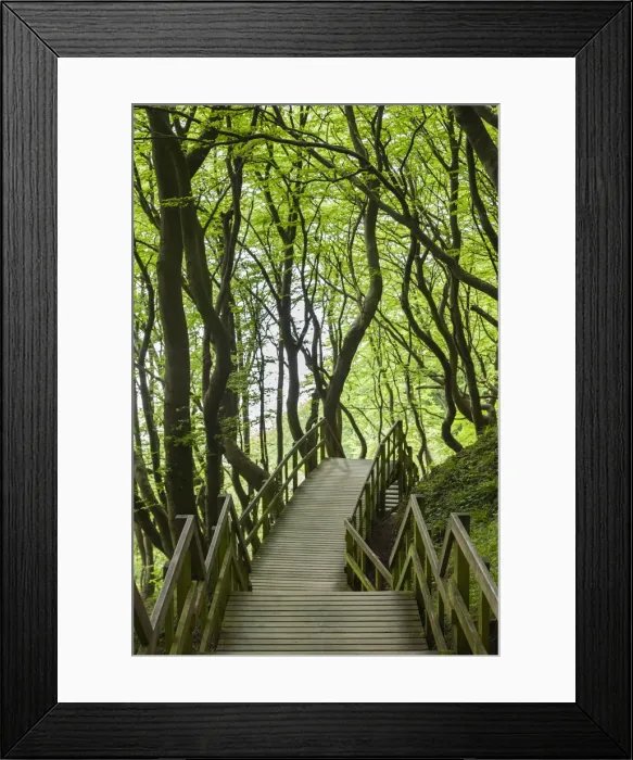 Framed Print : Denmark, Mon, Mons Klimt, boardwalk to the cliffs