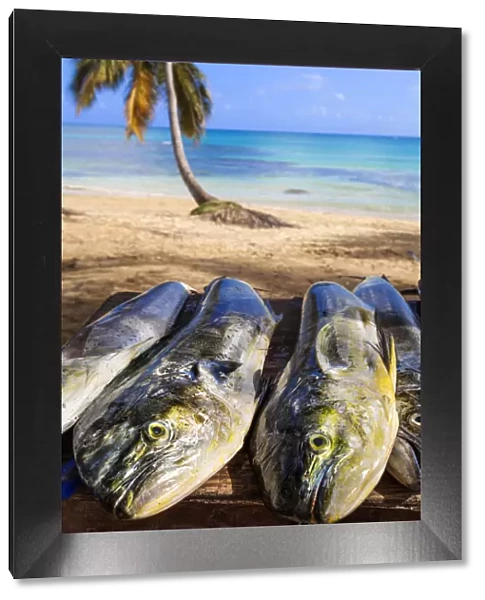 Dominican Republic, Samana Peninsula, Beach at Las Terrenas, Fresh Fish for sale on beach