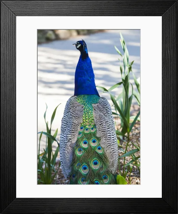 Framed Print : Denmark, Funen, Egeskov, castle gardens, peacock Framed Print : Denmark, Funen, Egeskov, castle gardens, peacock