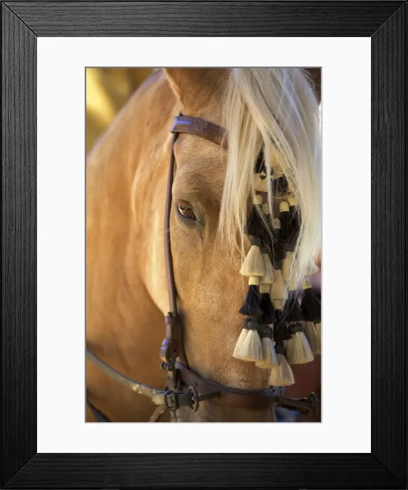Framed Print : Horse, Annual Horse Fair, Jerez de la Frontera, Cadiz Province, Andalucia, Spain Framed Print : Horse, Annual Horse Fair, Jerez de la Frontera, Cadiz Province, Andalucia, Spain