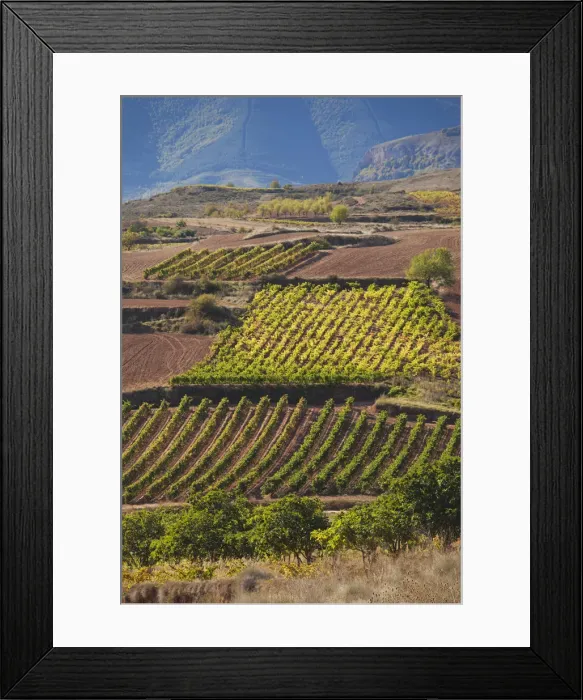 Framed Print : Spain, La Rioja Region, La Rioja Province, Bobadilla, vineyards