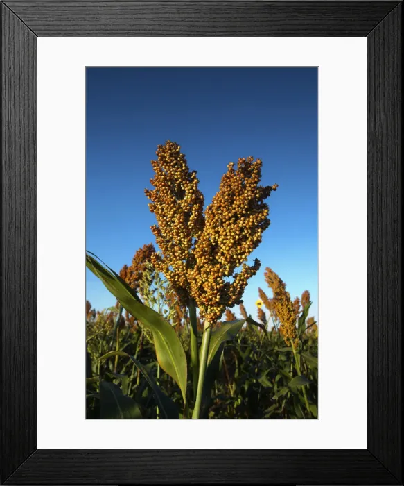 Framed Print : USA, Kansas, Garden City, Stalks Of Milo Or Grain Sorghum Seeds - Primarily Used For Framed Print : USA, Kansas, Garden City, Stalks Of Milo Or Grain Sorghum Seeds - Primarily Used For