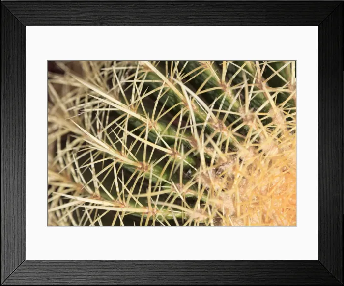 Framed Print : Spain, Canary Islands, Fuerteventura, Historic Betancuria town, detail of wild cactus Framed Print : Spain, Canary Islands, Fuerteventura, Historic Betancuria town, detail of wild cactus