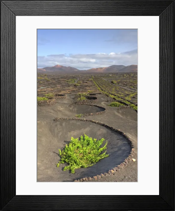 Framed Print : Spain, Canary Islands, Lanzarote, La Geria, Typical Malvasia Wine Plantation Framed Print : Spain, Canary Islands, Lanzarote, La Geria, Typical Malvasia Wine Plantation