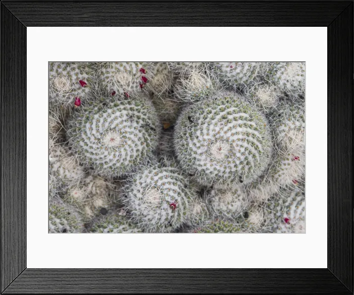 Framed Print : Spain, Canary Islands, Lanzarote, Guatiza, Jcactus, Mammillaria Karwinskiana Framed Print : Spain, Canary Islands, Lanzarote, Guatiza, Jcactus, Mammillaria Karwinskiana