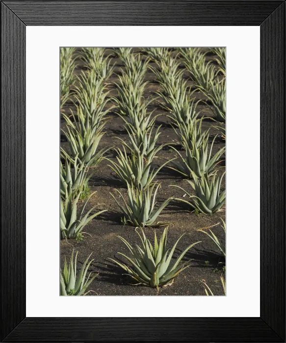 Framed Print : Spain, Canary Islands, Lanzarote, El Capitan, aloe plantation Framed Print : Spain, Canary Islands, Lanzarote, El Capitan, aloe plantation