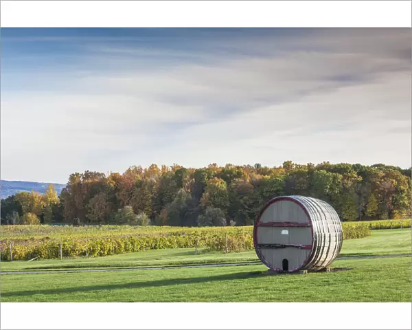 USA, New York, Finger Lakes Region, Dundee, vineyard, autumn