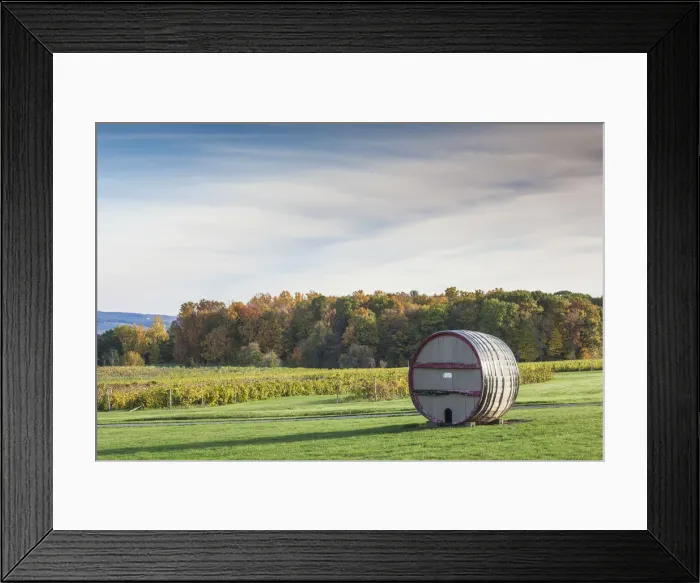 Framed Print : USA, New York, Finger Lakes Region, Dundee, vineyard, autumn Framed Print : USA, New York, Finger Lakes Region, Dundee, vineyard, autumn