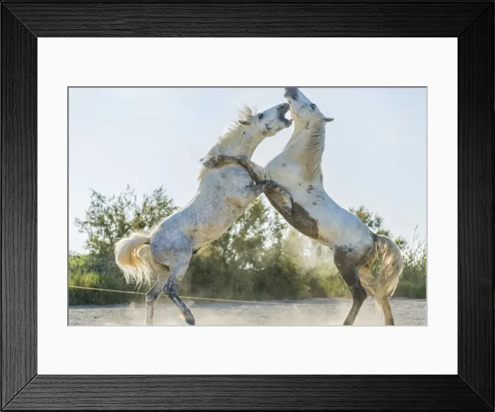 Framed Print : White horse stallions fighting, The Camargue, France Framed Print : White horse stallions fighting, The Camargue, France