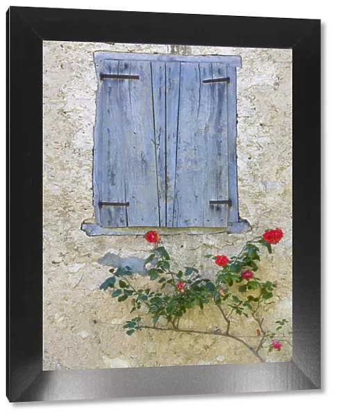 Window Shutters & Roses, Roquefixade, Ariege, Midi-Pyrenees, France