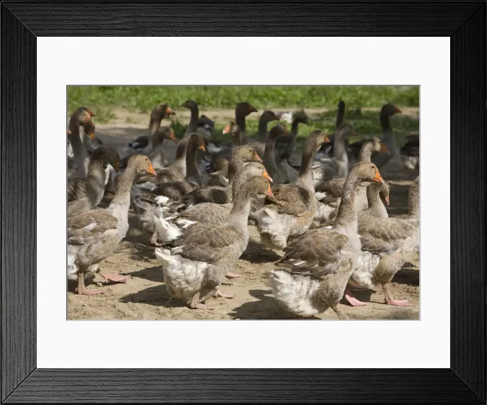 Framed Print : Perigord geese, Dordogne, Aquitaine, France Framed Print : Perigord geese, Dordogne, Aquitaine, France