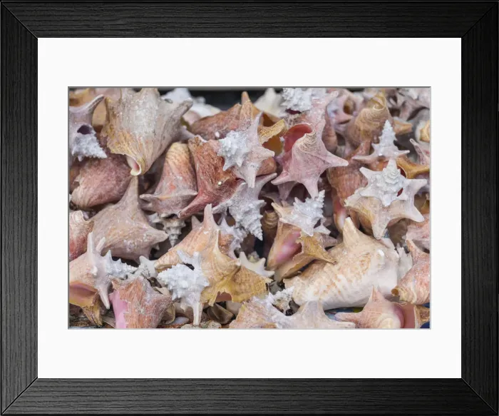 Framed Print : British Virgin Islands, Tortola, Great Carrot Bay, seashells Framed Print : British Virgin Islands, Tortola, Great Carrot Bay, seashells