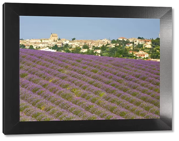 Lavender Field, Valensole, Provence-Alpes-Cote d Azur, France