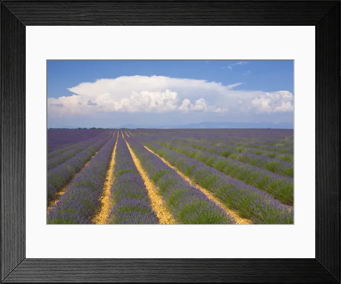 Framed Print : Lavender Field, Provence-Alpes-Cote d Azur, France Framed Print : Lavender Field, Provence-Alpes-Cote d Azur, France
