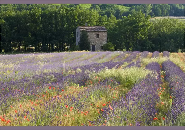 Lavender field, The Luberon, Provence, France