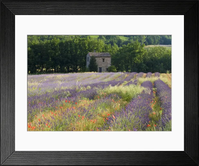 Framed Print : Lavender field, The Luberon, Provence, France