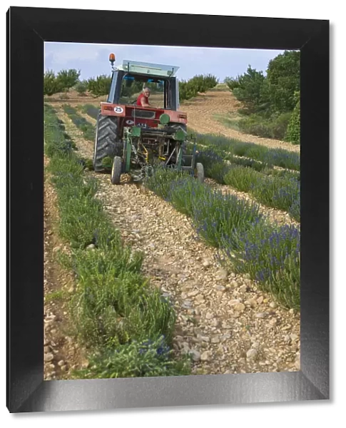 Organic Lavender Harvest, Provence-Alpes-Cote d Azur, France
