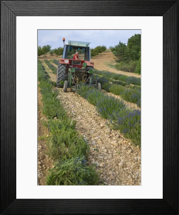 Framed Print : Organic Lavender Harvest, Provence-Alpes-Cote d Azur, France