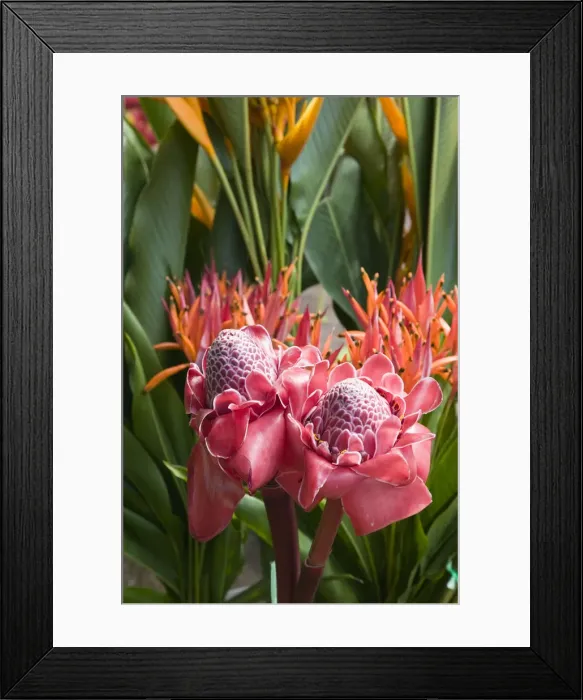 Framed Print : Vanuatu, Efate Island Port Vila, Waterfront Market-Torch Ginger (etlingera elatior) Framed Print : Vanuatu, Efate Island Port Vila, Waterfront Market-Torch Ginger (etlingera elatior)