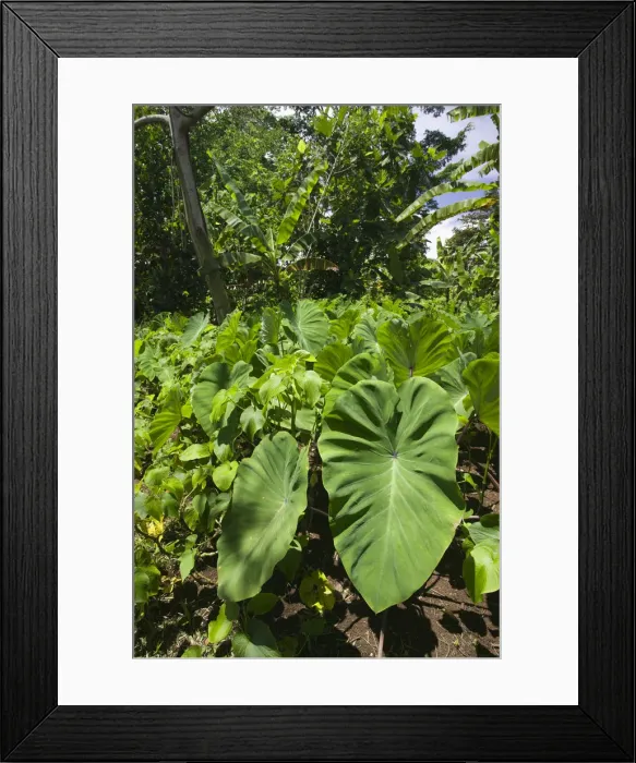 Framed Print : Vanuatu, Espiritu Santo Island Fanafo, Fanafo Kastom (traditional) village, Taro Framed Print : Vanuatu, Espiritu Santo Island Fanafo, Fanafo Kastom (traditional) village, Taro