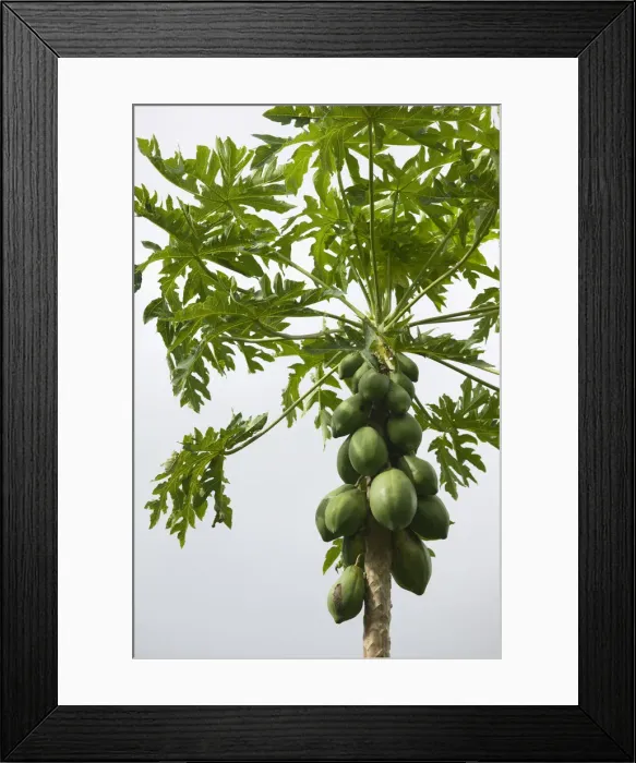 Framed Print : Vanuatu, Tanna Island Tapau Village, Mangoes