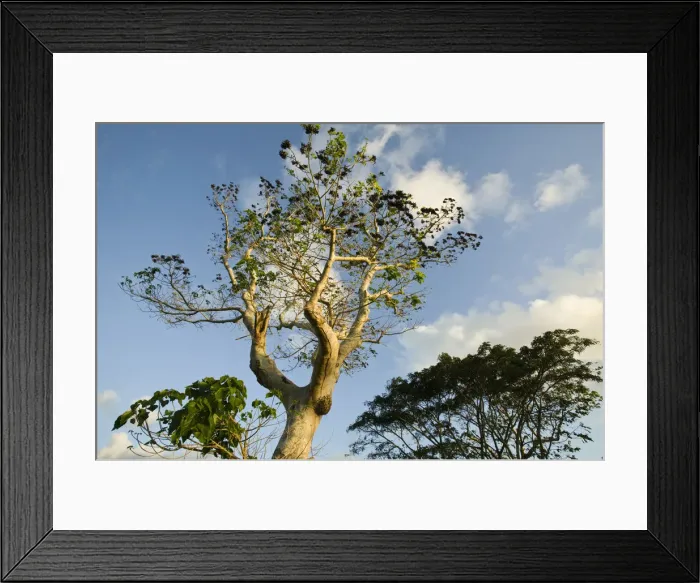 Framed Print : Vanuatu, Efate Island Port Vila, Iririki Island- Sunset light on trees Framed Print : Vanuatu, Efate Island Port Vila, Iririki Island- Sunset light on trees