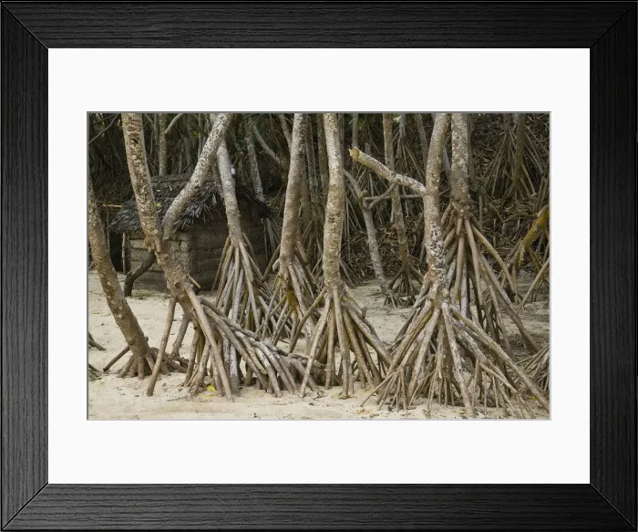 Framed Print : Vanuatu, Tanna Island Port Resolution, Roots of the Pandalus Palm