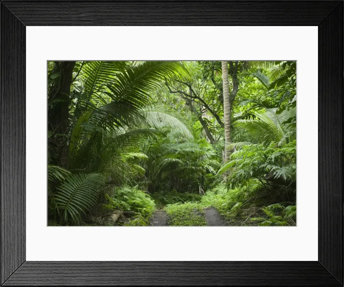 Framed Print : Vanuatu, Tanna Island Port Resolution, Jungle Road to Port Resolution Framed Print : Vanuatu, Tanna Island Port Resolution, Jungle Road to Port Resolution
