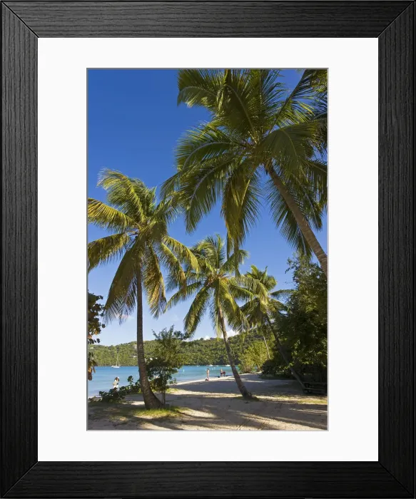 Framed Print : Caribbean, US Virgin Islands, St. Thomas, Palms and beach at Magens Bay, the most Framed Print : Caribbean, US Virgin Islands, St. Thomas, Palms and beach at Magens Bay, the most