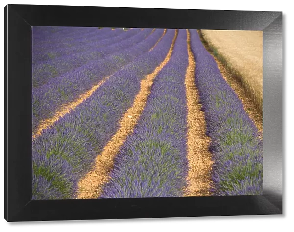 Lavender Field, Provence-Alpes-Cote d Azur, France