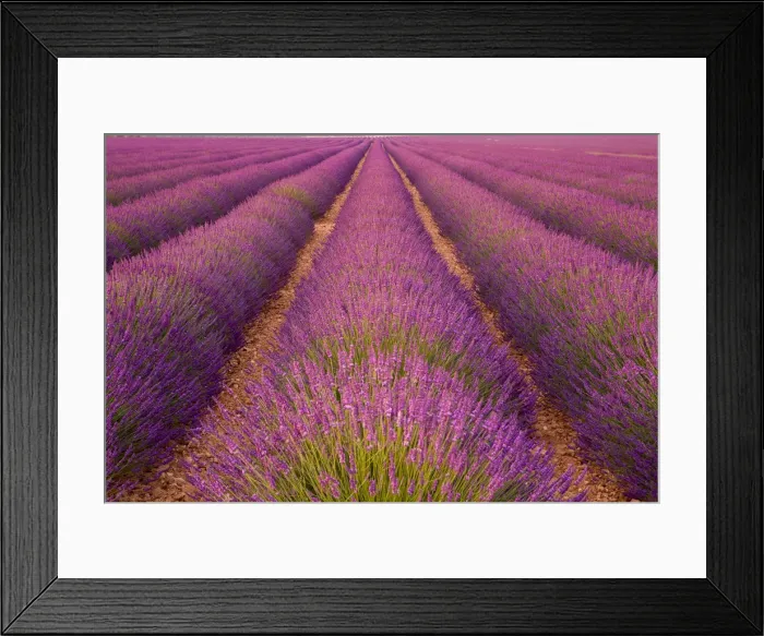 Framed Print : Lavender Field, Provence-Alpes-Cote d Azur, France Framed Print : Lavender Field, Provence-Alpes-Cote d Azur, France