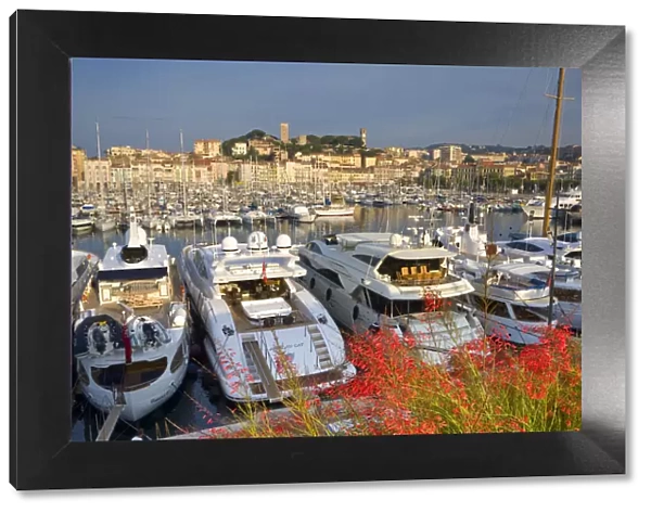 Vieux Port (Old Harbour) and old quarter of Le Suquet, Cannes, Cote D Azur