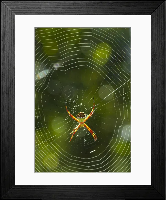 Framed Print : Venezuela, Guayana, Canaima National Park, Spider
