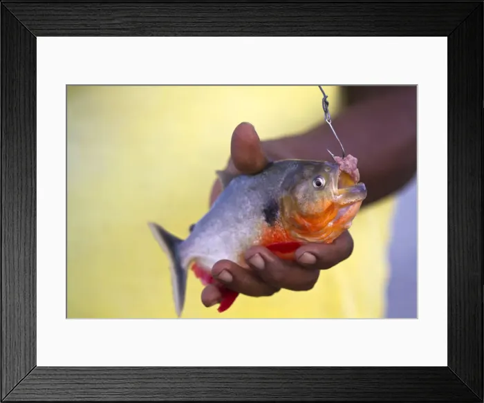 Framed Print : Venezuela, Delta Amacuro, Orinoco Delta, Warao man holding piranha fish