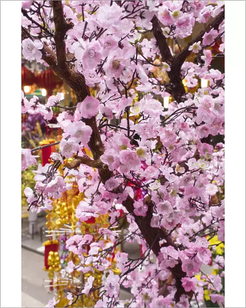 Vietnam, Hanoi, Tet Lunar New Year, cherry blossoms for sale