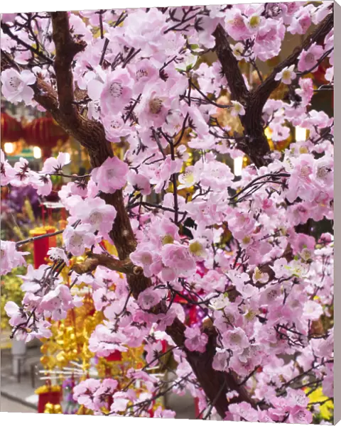 Vietnam, Hanoi, Tet Lunar New Year, cherry blossoms for sale
