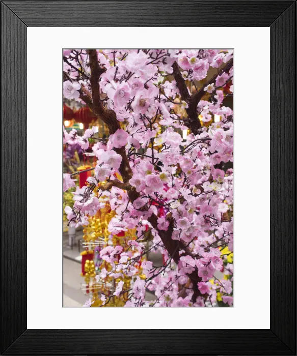 Framed Print : Vietnam, Hanoi, Tet Lunar New Year, cherry blossoms for sale Framed Print : Vietnam, Hanoi, Tet Lunar New Year, cherry blossoms for sale