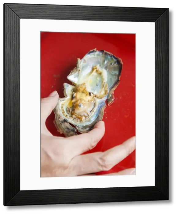 Framed Print : Vietnam, Halong Bay, floating cultured pearl farm, oyster with seed Framed Print : Vietnam, Halong Bay, floating cultured pearl farm, oyster with seed