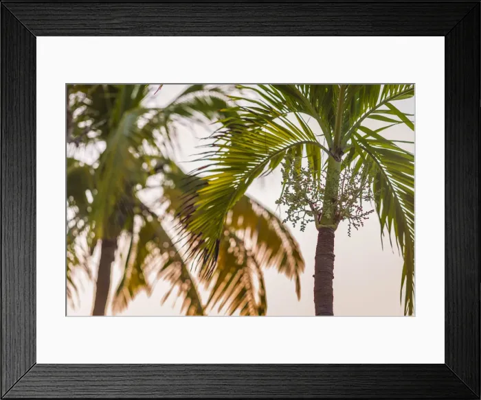 Framed Print : British Virgin Islands, Virgin Gorda, The Bitter End, palm trees, sunset Framed Print : British Virgin Islands, Virgin Gorda, The Bitter End, palm trees, sunset