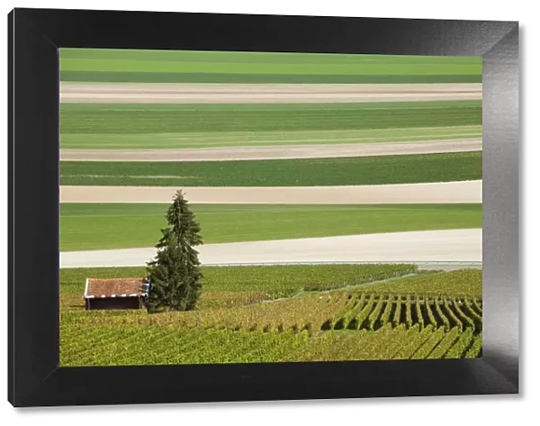 France, Marne, Champagne Region, Mont Aime, elevated view of vineyards and fields