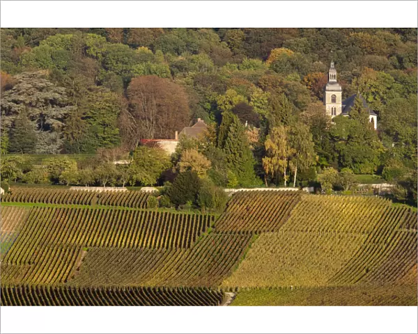 France, Marne, Champagne Region, Hautvillers, vineyard view