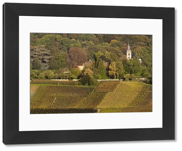 France, Marne, Champagne Region, Hautvillers, vineyard view